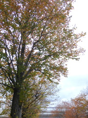お台場海浜公園の楡と桜の紅葉