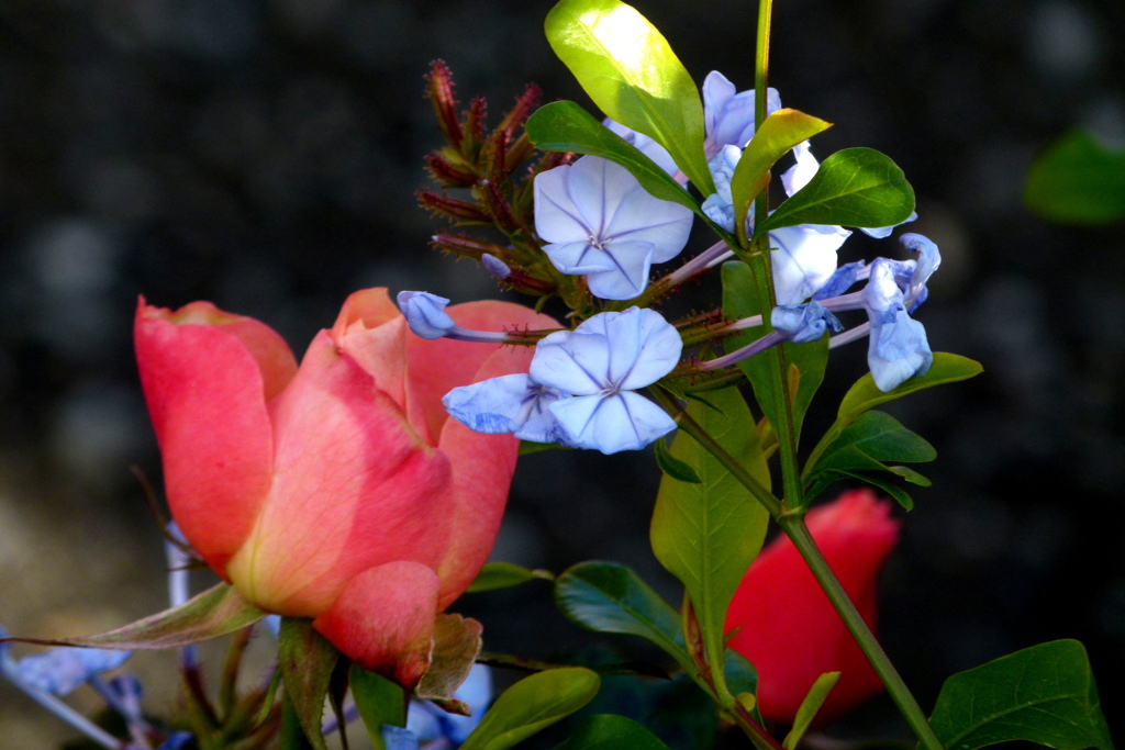 道端の階段下に咲くルリマツリと薄紅色の薔薇