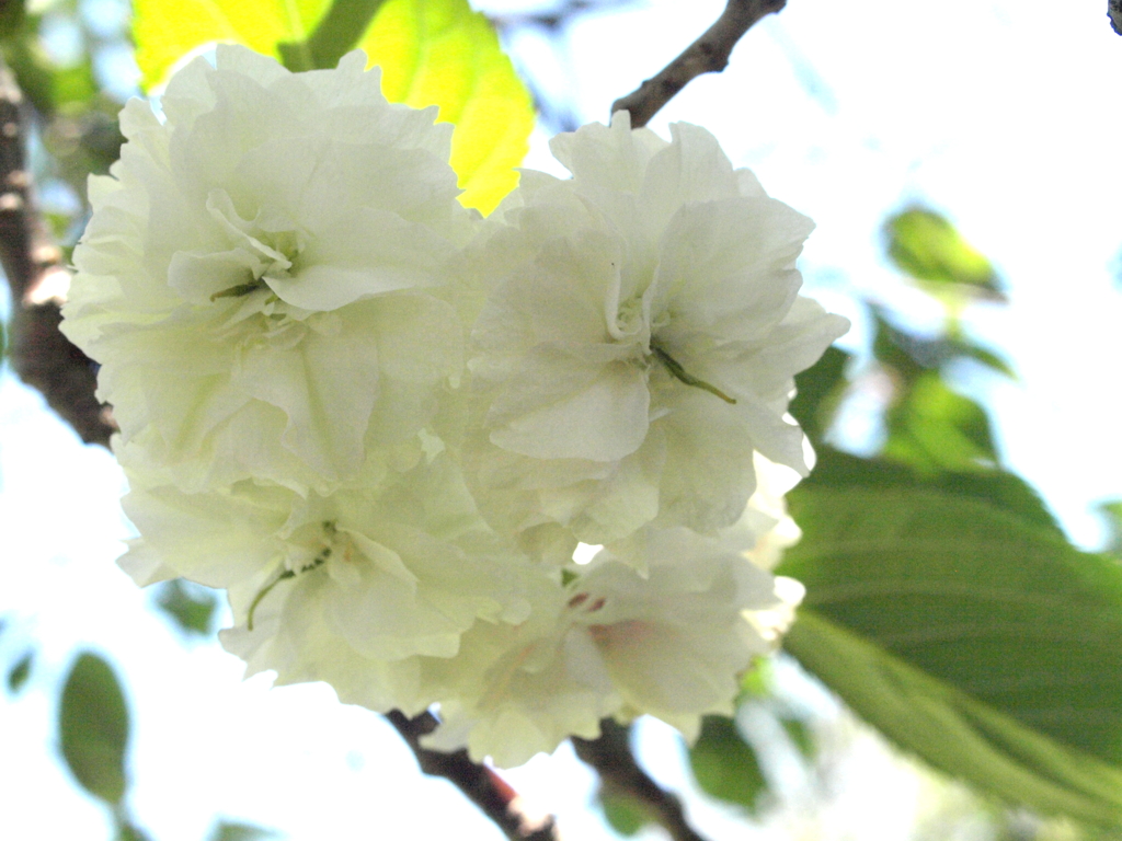 荒川自然公園の桜・普賢象