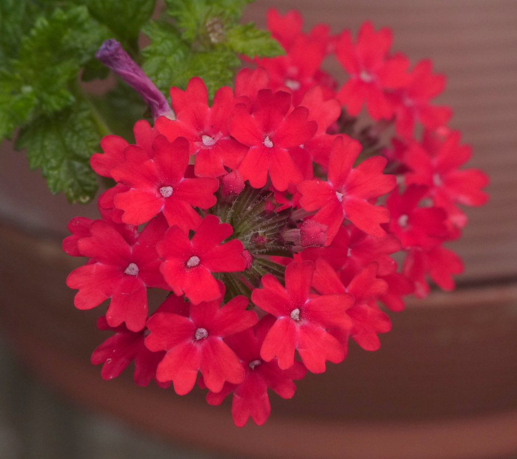 バーベナ・花手毬