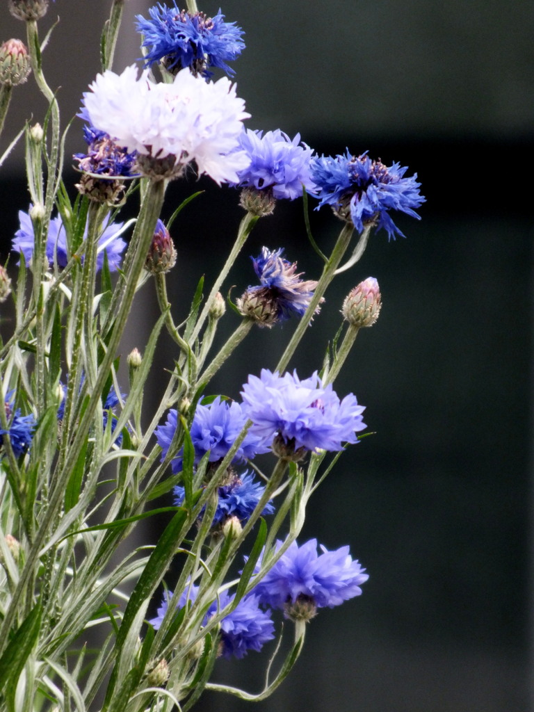 千住のヤグルマギク