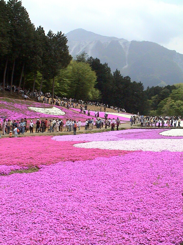 武甲山の見える羊山公園のしばざくら