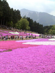 武甲山の見える羊山公園のしばざくら