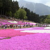 武甲山の見える羊山公園のしばざくら