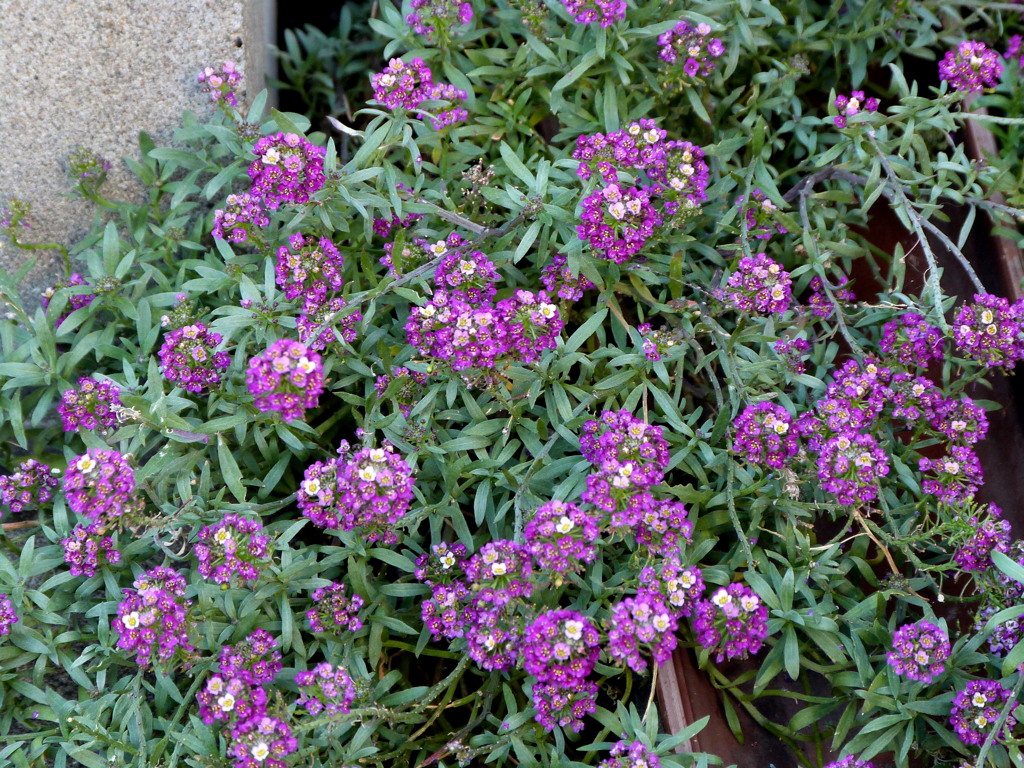 スイートアリッサム・パープル