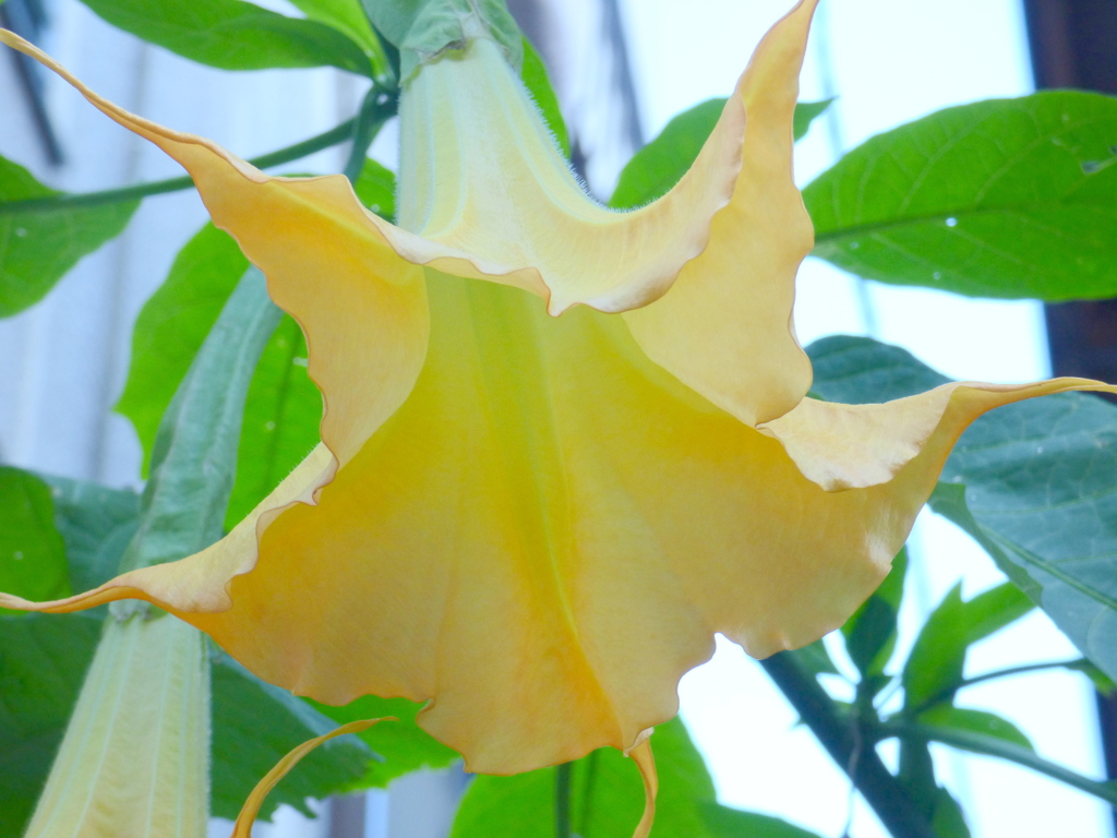 エンジェルトランペット