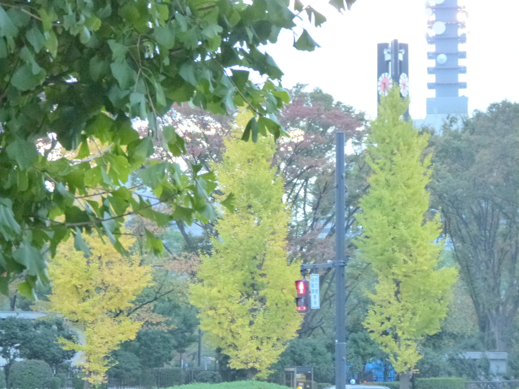 あるタワーの見える公園のイチョウ