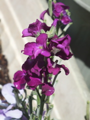 紫色のストック