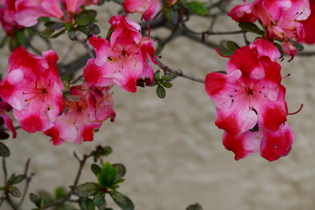 民家の変わったタイプの久留米つつじ