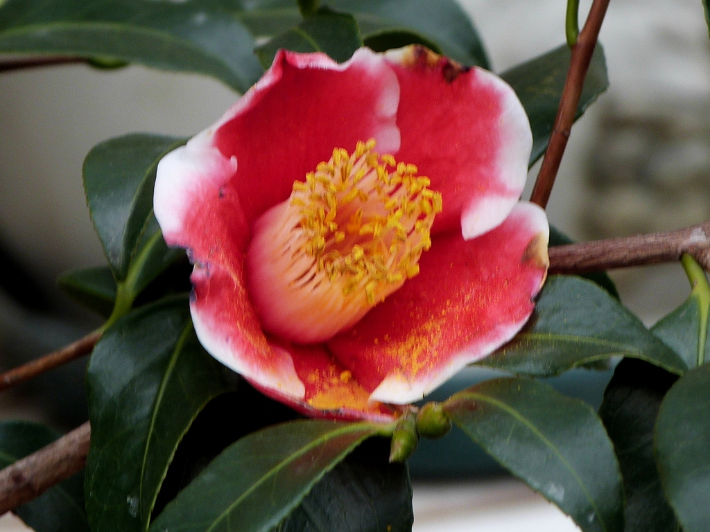 茶ば椿・玉の浦
