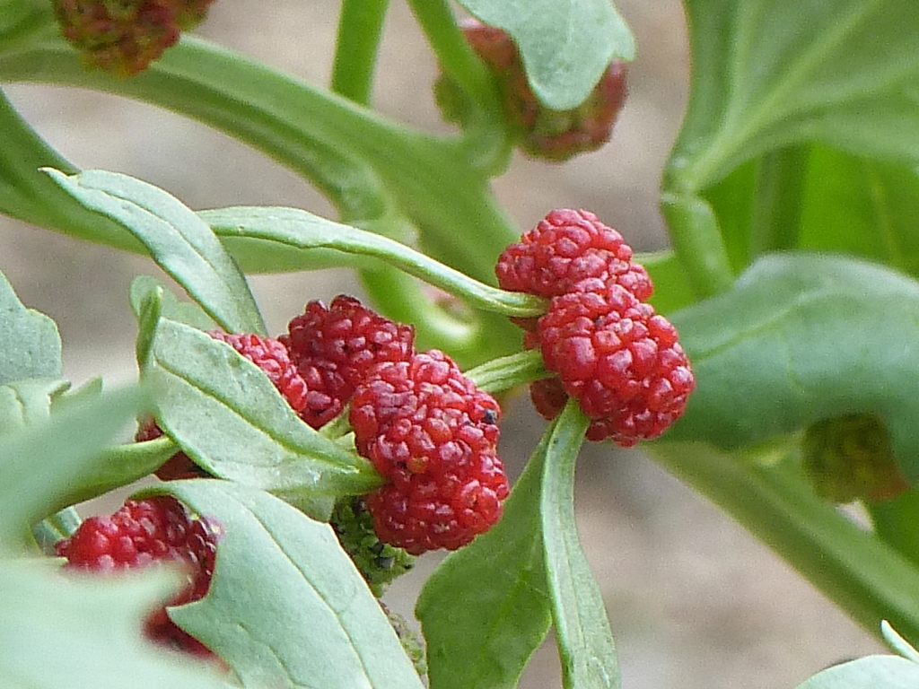 月隈公園近くの民家のラズベリー