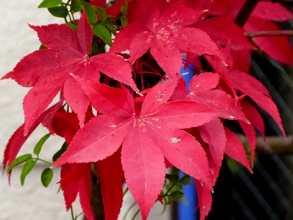 いつでも赤いノムラ紅葉