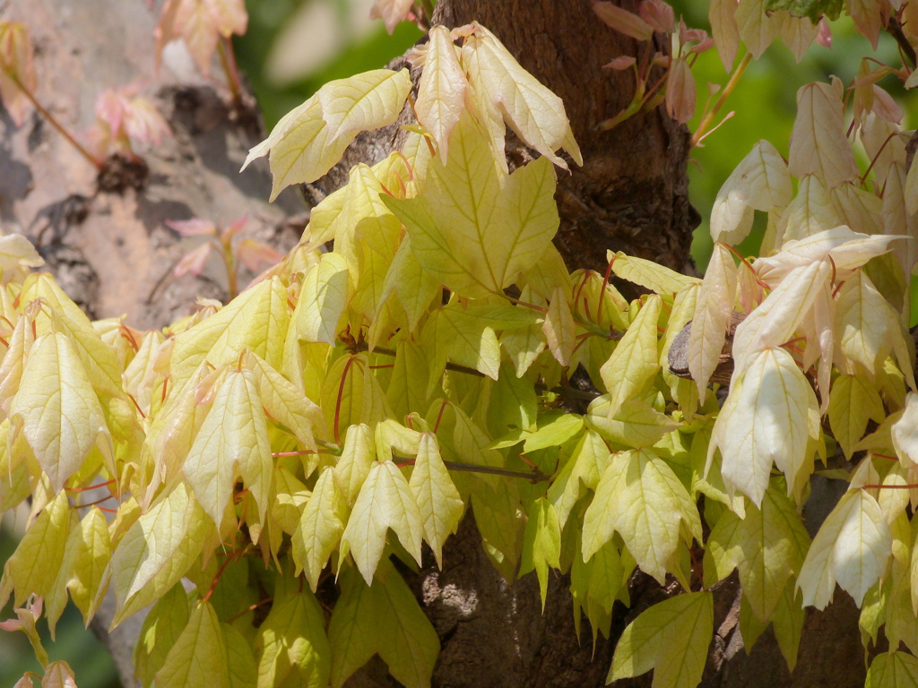 近所のネグントカエデ