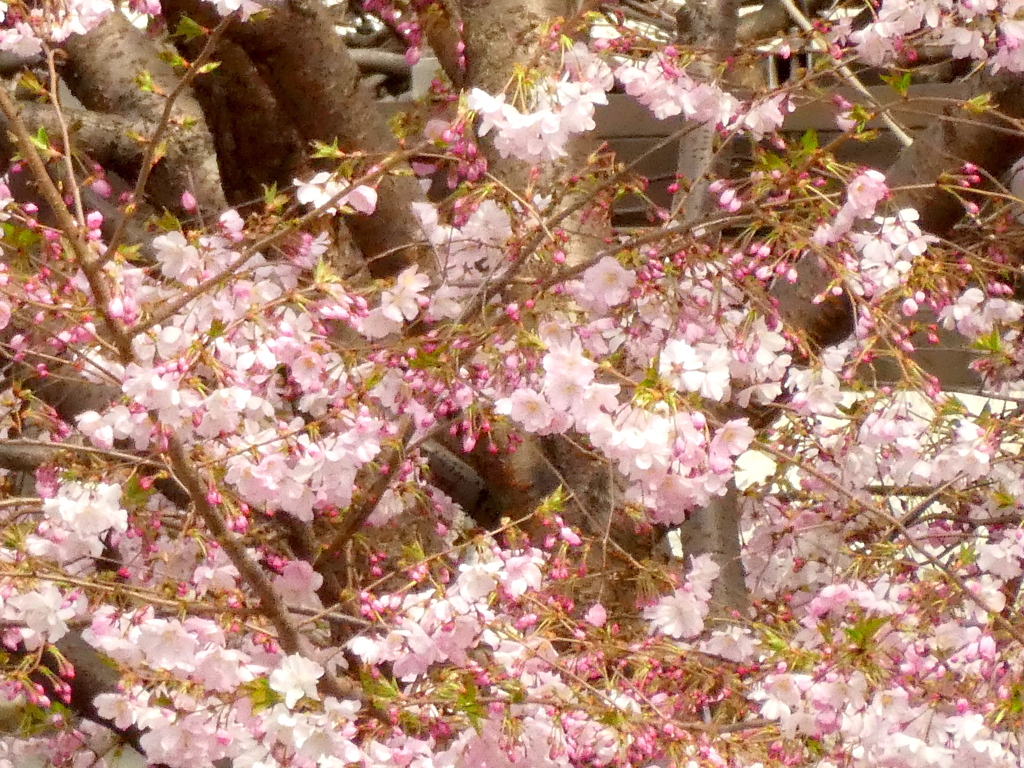 八重咲きが混じるアーコレード桜