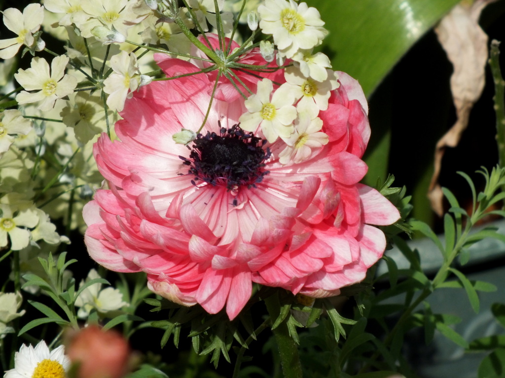 ピンクのラナンキュラス