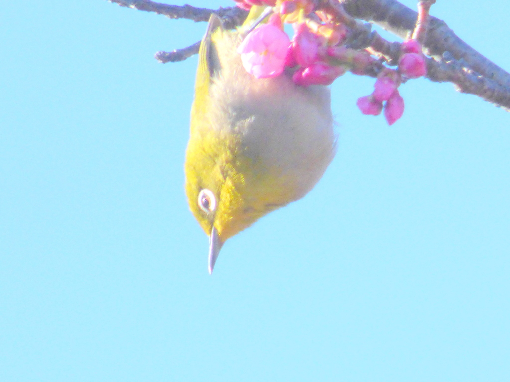 この次はどの花にしようかな