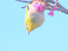 この次はどの花にしようかな