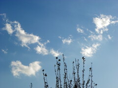 まだ枯れ木の上の寒い春日のちぎれ雲