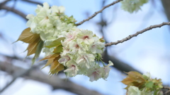 荒川堤高速下のの里ザクラ鬱金晩期
