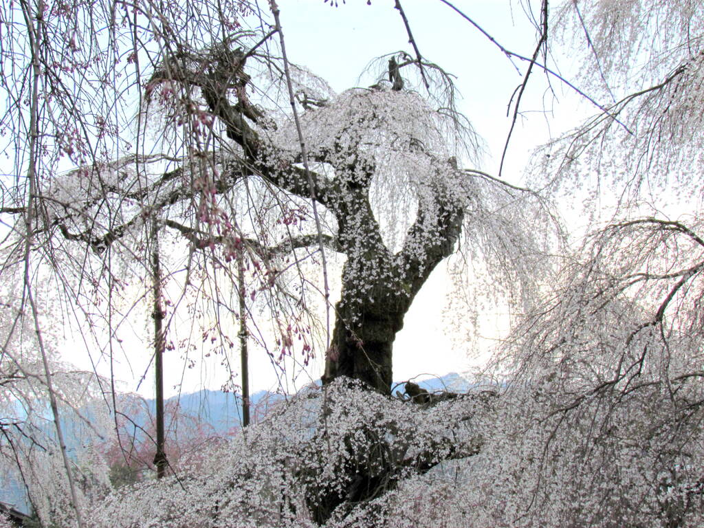 青雲寺の白枝垂桜