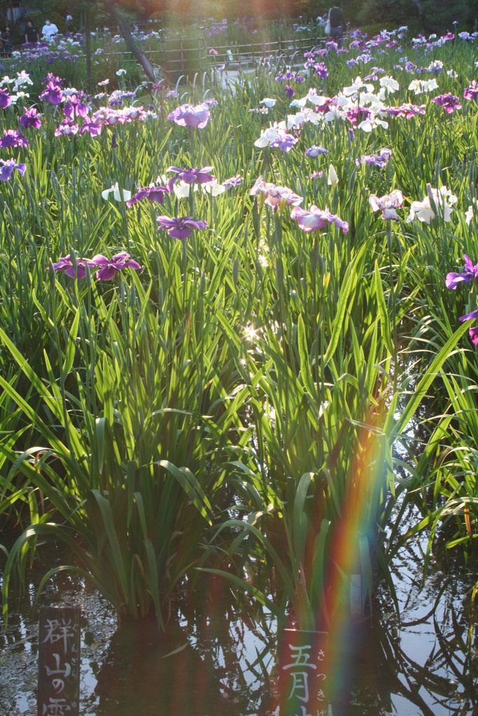 江戸堀切菖蒲園の