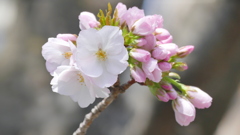 公園の御車返しの桜