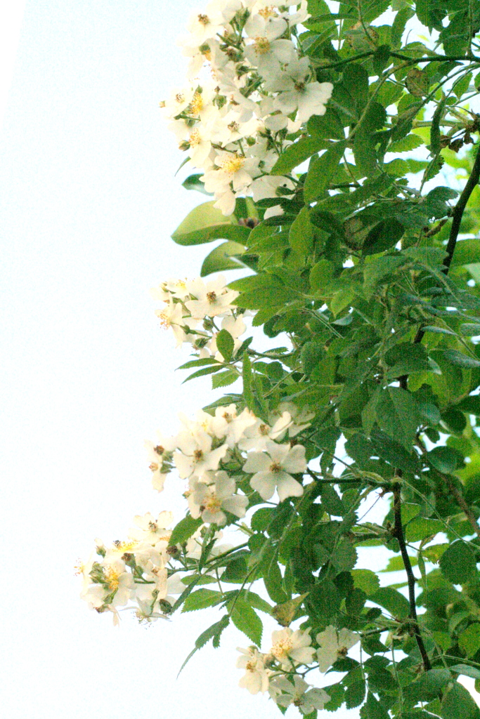 野薔薇の花