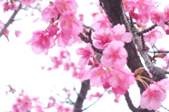 逆光で撮った木場公園の満開の河津桜
