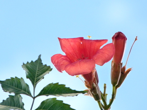 アメリカノウゼンカズラ