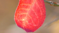 紅葉したニシキギの葉の葉脈