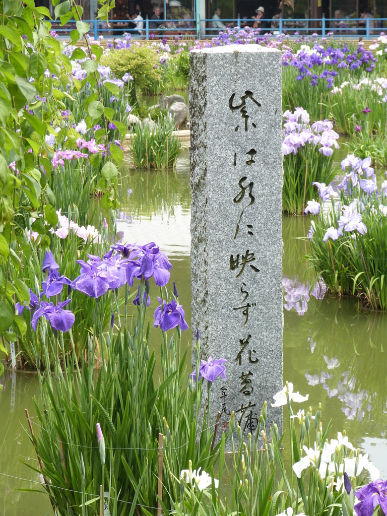 大宰府天満宮の池の歌碑と花菖蒲