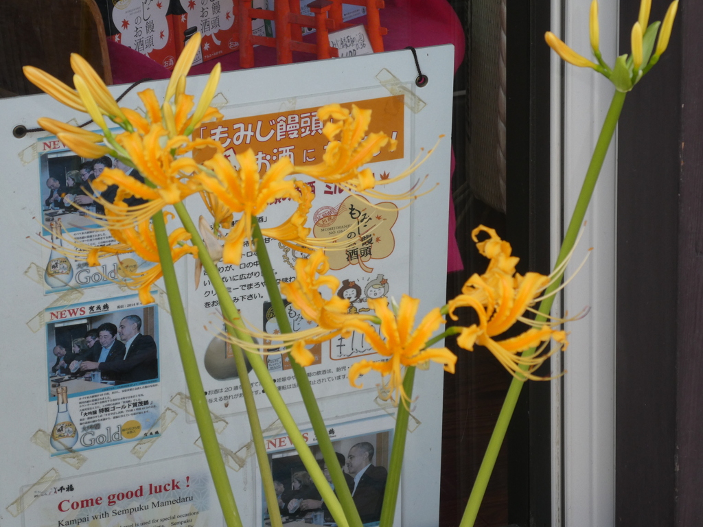 宮島の大願寺並びの商店前のショウキズイセン（リコリス）