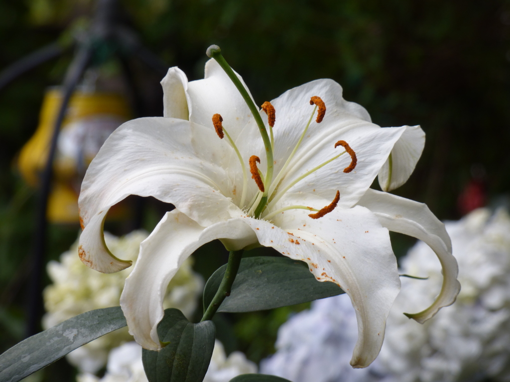 隅田川沿いのカサブランカ