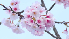 北千住の幼稚園のオオカンザクラの特徴