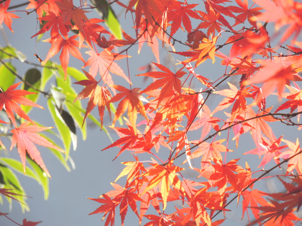 民家の陽光の当たる紅葉