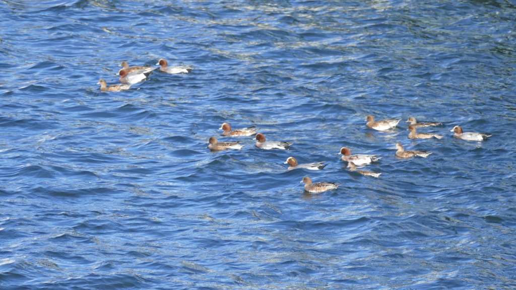 すみだがわのひどりがも