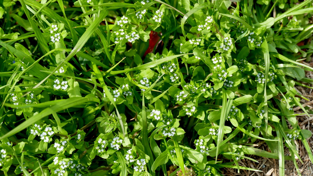 土手のノジシャ