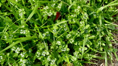 土手のノジシャ