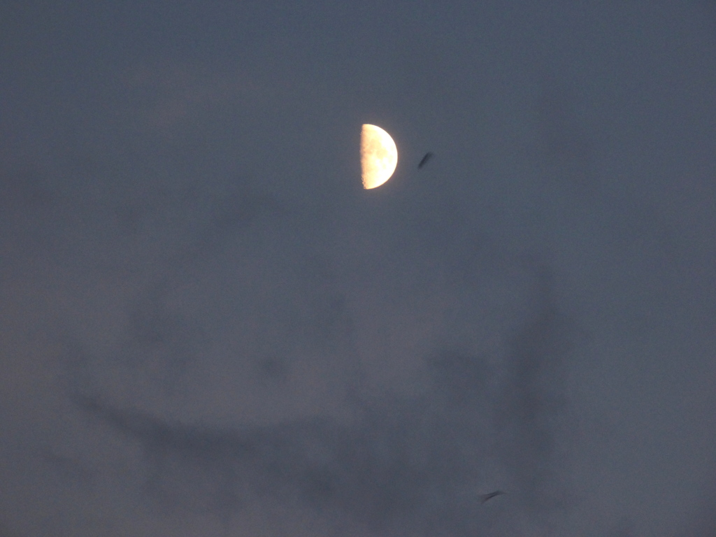 上弦の月の近くに蝙蝠接近