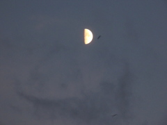 上弦の月の近くに蝙蝠接近
