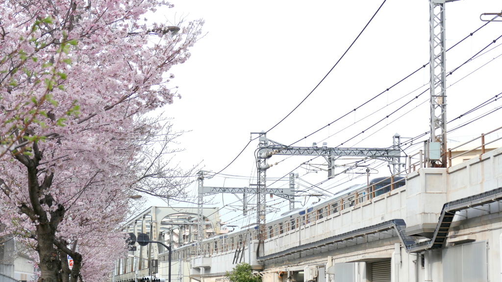 江戸彼岸と隅田川橋梁から東京メトロ千代田線