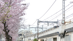 江戸彼岸と隅田川橋梁から東京メトロ千代田線