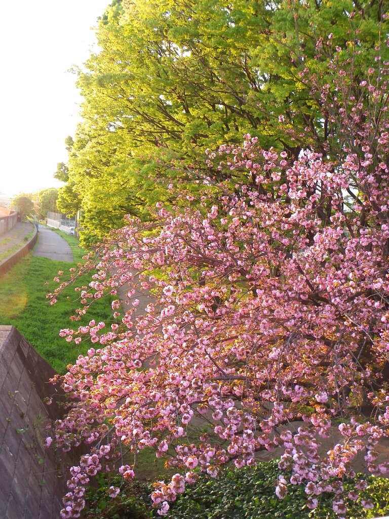 隅田川の夕日に満開になった関山桜