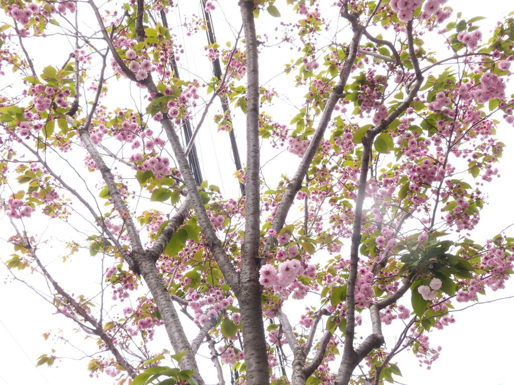 都電荒川線のある沿道の並木の菊桜