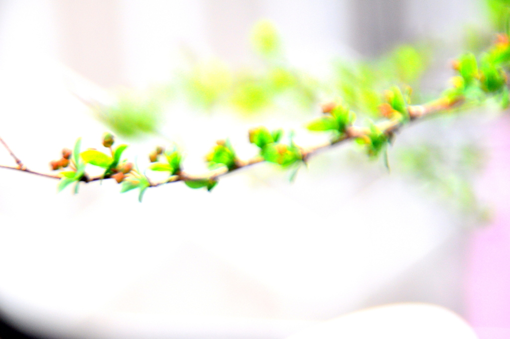 雪柳の赤い花芽