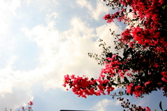 公園の秋雲とサルスベリ
