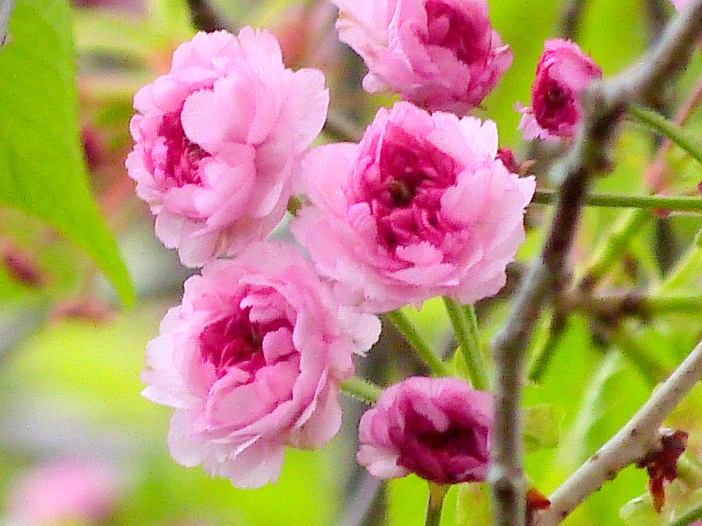 隅田公園の鵯桜