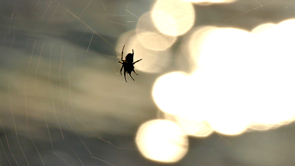 隅田川テラスの柵のくも