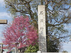 石浜神社とおかめ桜