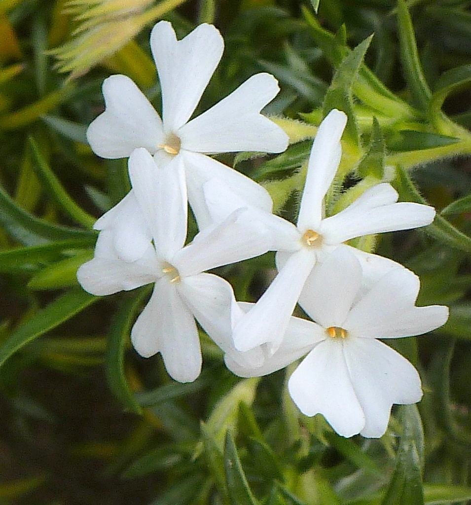 白い芝桜